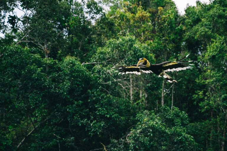 4 Day, 3 Night Jungle Trek
